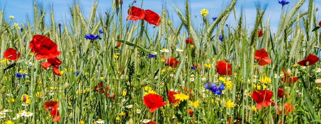 Biodiversität als Grundlage eines nachhaltigen Ernährungssystems